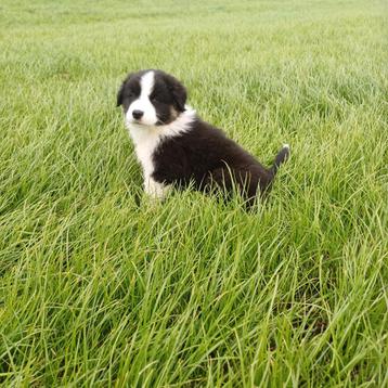 MAG VERHUIZEN Zwart wit en tan australian shepperd pup  beschikbaar voor biedingen