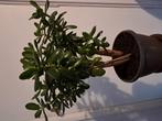 jadeplant vetplant crassula ovata geldboom, Ophalen, Vetplant, Halfschaduw, In pot