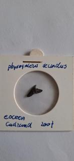 Fossiele haaientand Physogaleus secundus, Ophalen of Verzenden, Fossiel