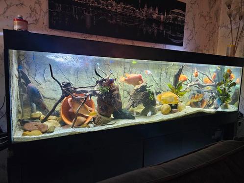 Aquarium 2.5 meter lang inclusief meubel, Dieren en Toebehoren, Vissen | Aquaria en Toebehoren, Zo goed als nieuw, Leeg aquarium