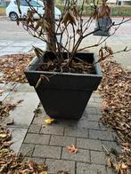 gratis plantenbak met plant, Tuin en Terras, Bloembakken en Plantenbakken, Kunststof, Minder dan 30 cm, Rond, Ophalen of Verzenden