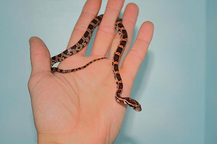 Jonge Okeetee korenslangen!