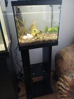 Gevuld aquarium op standaard, Dieren en Toebehoren, Ophalen of Verzenden, Zo goed als nieuw, Gevuld zoetwateraquarium