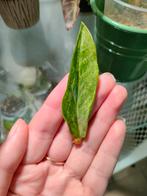 Bladstek Zamioculcas Zamiifolia (ZZ-plant) variegata, Ophalen of Verzenden, Halfschaduw, Minder dan 100 cm