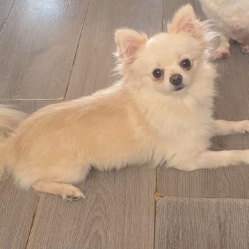 Pomchi dekreu NIET TE KOOP/NOT FOR SALE beschikbaar voor biedingen