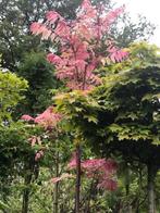 Toona sinensis 'Flamingo' UIENSOEPBOOM, exclusief en eetbaar, Overige soorten, Zomer, 400 cm of meer, Ophalen