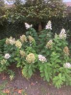Te koop Hydrangea Paniculata Grandiflora, Vaste plant, Halfschaduw, Zomer, Ophalen