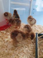 KUIKENS BRAHMA GROOTHOENDERS GOUDPATRIJS, Dieren en Toebehoren, Pluimvee, Meerdere dieren, Kip