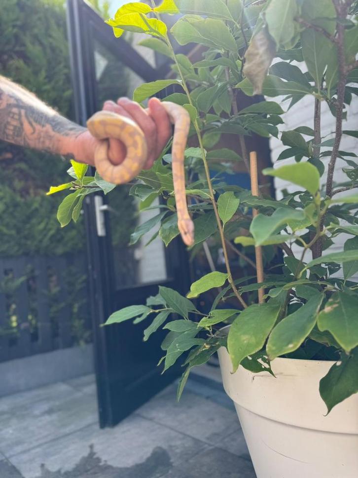 Koningspython banana mojave man nk 2025