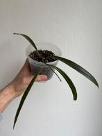 Hoya sulawesiana, Ophalen of Verzenden, Halfschaduw, Minder dan 100 cm