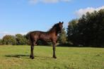 Fries hengstveulen (Jeppe x Markus x Nanning), Dieren en Toebehoren, Paarden, Minder dan 160 cm, Gechipt, Niet van toepassing