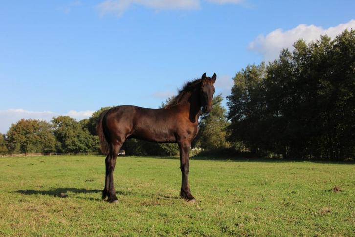 Fries hengstveulen (Jeppe x Markus x Nanning), Dieren en Toebehoren, Paarden, Hengst, Niet van toepassing, Minder dan 160 cm, 0 tot 2 jaar