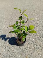Camelia Lady Campbell, Overige soorten, Volle zon, Vaste plant, Ophalen of Verzenden