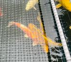 Gouden koi/ki utsuri te koop +-40 cm, Dieren en Toebehoren, Vissen | Vijvervissen, Karper of Koi