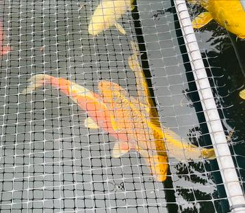 Gouden koi/ki utsuri te koop +-40 cm beschikbaar voor biedingen