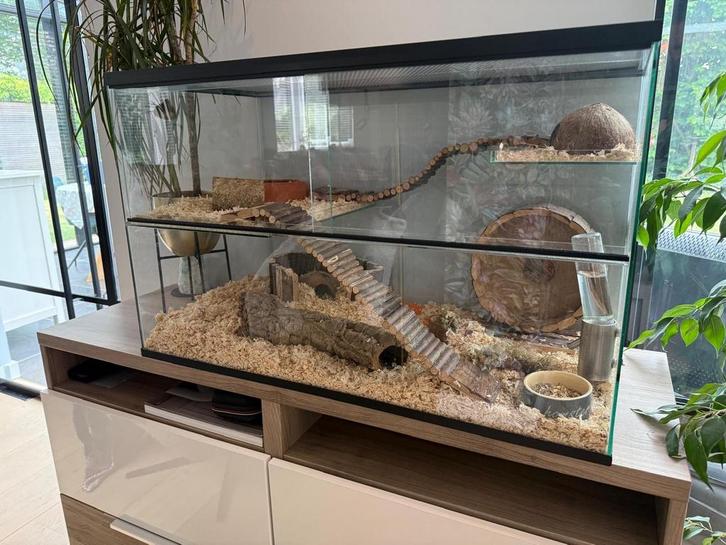 Glazen terrarium voor hamster of gerbils 80 x 40 x 50, Dieren en Toebehoren, Knaagdieren en Konijnen | Hokken en Kooien, Zo goed als nieuw