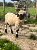 Walliser Schwarznase ramlam, stamboek, Dieren en Toebehoren, Mannelijk, Schaap