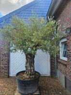 SUMMERDEAL KORTING OP OUDE KNOESTIGE OLIJFBOMEN, In pot, Halfschaduw, Ophalen of Verzenden, 100 tot 250 cm