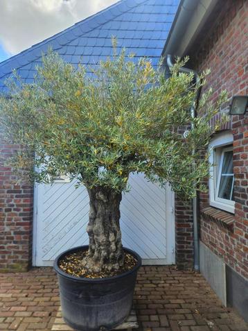 SUMMERDEAL KORTING OP OUDE KNOESTIGE OLIJFBOMEN beschikbaar voor biedingen