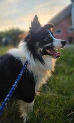 tricolor border collie, België, Particulier, Reu, 1 tot 2 jaar