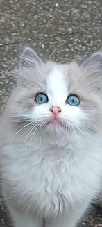 RAGDOLL KITTEN BLUE MINK BICLOR., Dieren en Toebehoren, Katten en Kittens | Overige Katten, 0 tot 2 jaar, Kater, Langharig