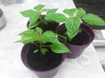 Surinaamse  madame Jeannette peper plantjes, Tuin en Terras, Ophalen, Volle zon, Groenteplanten, Eenjarig