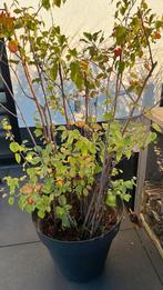 Pot met 30 struiken om uit te poten oa berk en Vuilboom, Ophalen, Overige soorten, Struik, 100 tot 250 cm