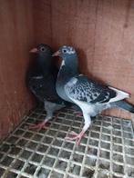 Deze duiven zijn verkrijgbaar en hebben ringen uit het jaar, Meerdere dieren, Postduif