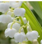 Lelietje van dalen  vaste planten, Ophalen of Verzenden, Zomer, Overige soorten, Halfschaduw