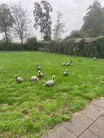 keizer ganzen, Dieren en Toebehoren, Pluimvee, Meerdere dieren, Gans of Zwaan