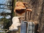 Lieve verzorgpony aangeboden!, Dieren en Toebehoren, Ophalen of Verzenden, Nieuw