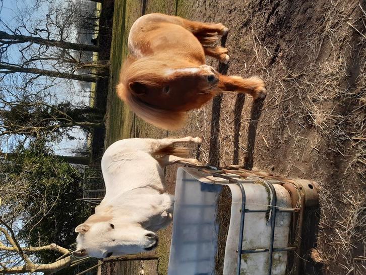 Lieve verzorgpony s aangeboden!, Dieren en Toebehoren, Paarden en Pony's | Verzorgingsproducten, Nieuw, Ophalen of Verzenden