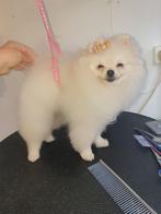 Mooi teef dwergpomeriaan, Dieren en Toebehoren, Honden | Poolhonden, Keeshonden en Oertypen, Particulier, Overige rassen, CDV (hondenziekte)