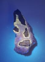 Septaria, Calciet (UV LW), Ophalen of Verzenden, Mineraal