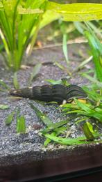 Tylomelania slak / konijnslak / sulawesi slak, Slak of Weekdier