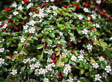 Cotoneaster - dwergmispel  heesters  2,40 beschikbaar voor biedingen