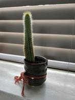 Kamerplant, Minder dan 100 cm, Groene kamerplant, Halfschaduw, Ophalen of Verzenden