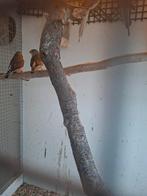 Koppel zebravinkjes, Dieren en Toebehoren, Vogels | Overige Vogels, Meerdere dieren