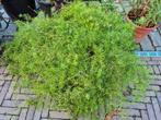 Grote Asparagus Sprengeri in pot hele grote plant, Overige soorten, In pot, Minder dan 100 cm, Groene kamerplant