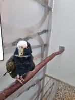 Gevraagd witkop pionus man., Dieren en Toebehoren