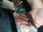 Blauwtongskink (Tiliqua gigas gigas x gigas evanensces), Dieren en Toebehoren, Hagedis, Tam, 0 tot 2 jaar