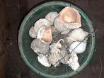 Schelpen, Hobby en Vrije tijd, Ophalen