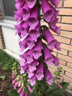 zaden roze vingerhoedskruid digitalis purpurea inheems, Ophalen of Verzenden, Najaar, Volle zon, Zaad