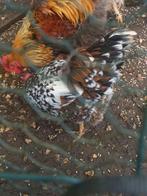 Leghorn hen porseleinkleur, Dieren en Toebehoren, Pluimvee, Vrouwelijk, Kip