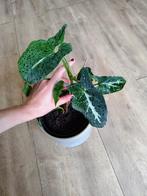 Syngonium Rayii, Huis en Inrichting, Overige soorten, Minder dan 100 cm, Groene kamerplant, Halfschaduw