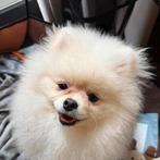 Pomeranian, Dieren en Toebehoren, Honden | Poolhonden, Keeshonden en Oertypen, Particulier, 15 weken tot 1 jaar, Rabiës (hondsdolheid)