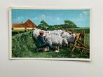 Texel,schapenmelken, Verzamelen, Ansichtkaarten | Nederland, Ophalen of Verzenden, Waddeneilanden, 1920 tot 1940