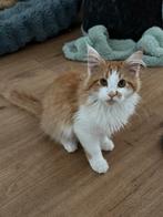 Main coon kittens mogen weg, Dieren en Toebehoren, Katten en Kittens | Raskatten | Langhaar, Kater