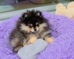 pomeriaan reu pomeranian pup bearface Black & Tan, Dieren en Toebehoren, 15 weken tot 1 jaar, Reu, Eén hond, Nederland