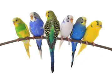 Gezocht, allerlei vogels.... beschikbaar voor biedingen